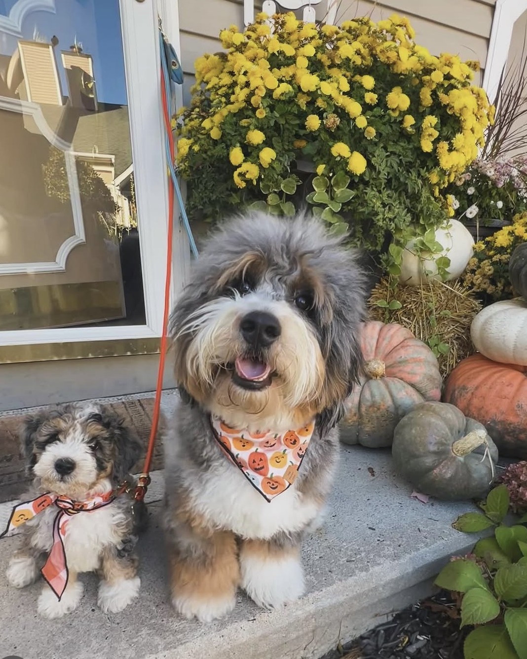 Ollie and Mac, Sam's two Bernedoodles, on a styled fall porch
